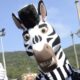 zebra juventus mascotte agosto 2016 ifa