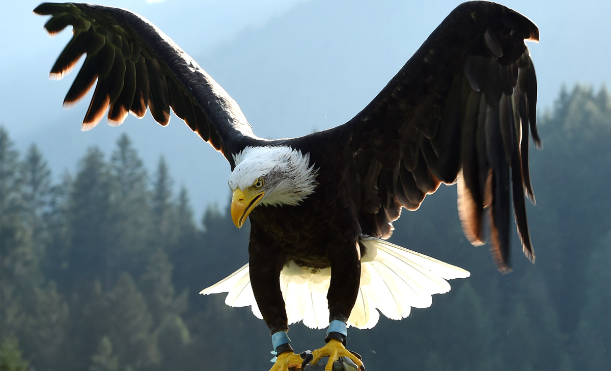 Lazio, dopo il caso Bernabé iniziati i colloqui per il nuovo falconiere! C’è già il nome, le ultime